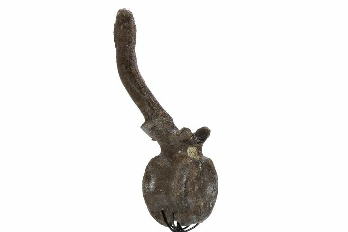 Hadrosaur (Lambeosaurus) Caudal Vertebra w/ Pathology - Texas #242686